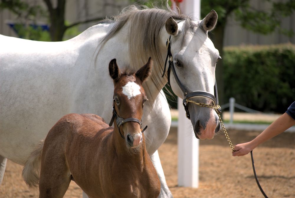 Beautiful horses at Tempel Lipizzans
