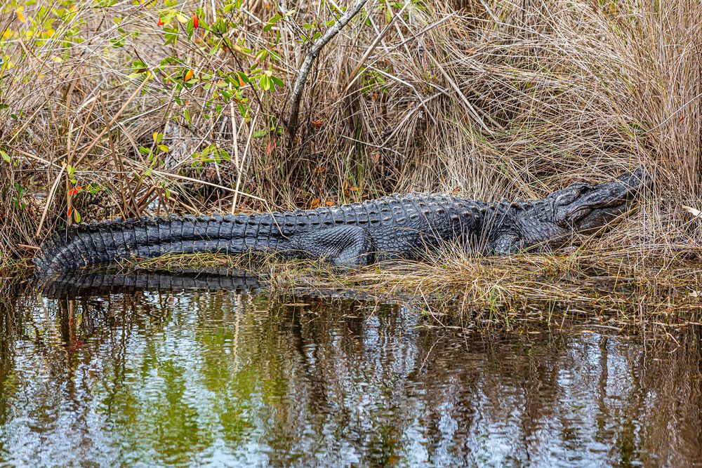 Alligator at Ten Thousand Islands National Wildlife Refuge