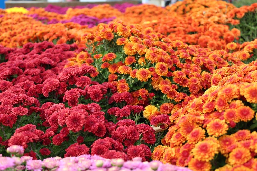 Closeup of the colorful flowers at Terhune Orchards