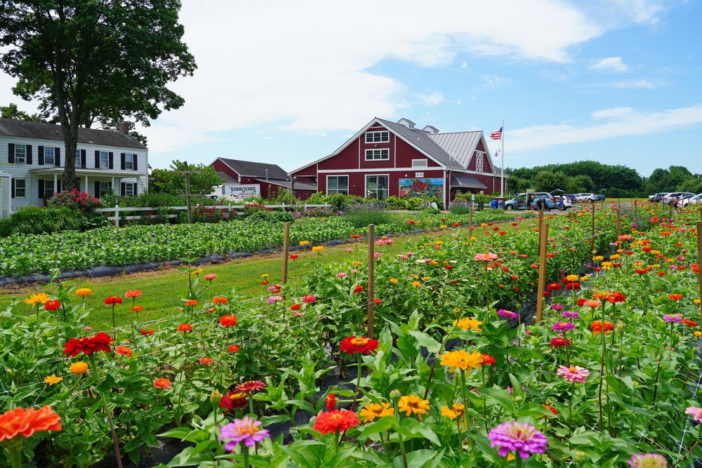 Rows of green plants and flowers at Terhune Orchards and Winery