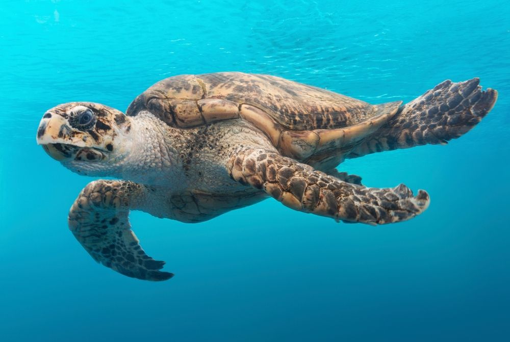 Turtle swimming at Texas State Aquarium