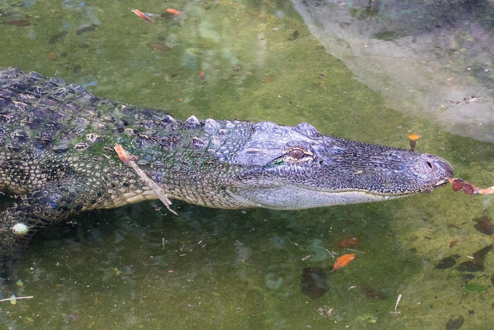 Alligator in Texas Zoo
