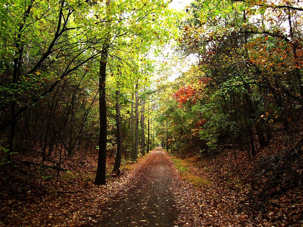 Foliage at Thacker Mountain Railtrail, Oxford MS