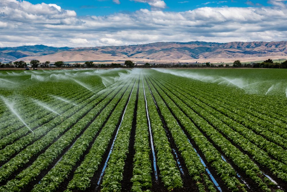 The Farm in Salinas, CA