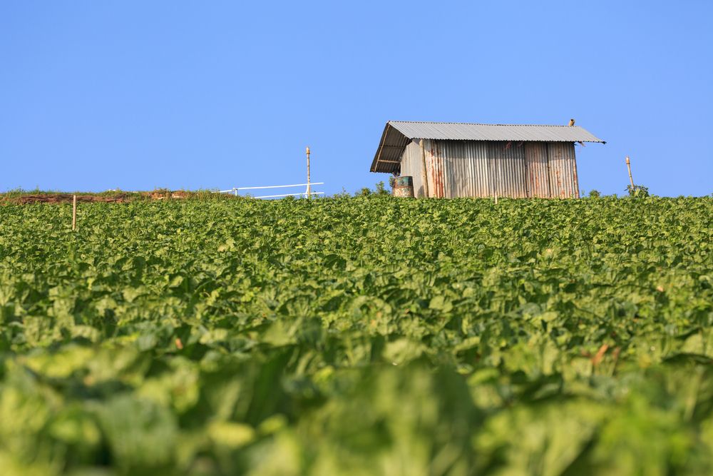The Farm in Salinas, CA