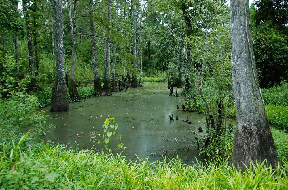 Swamp at Tickfaw State Park