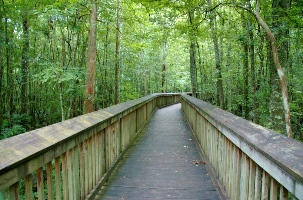 Boardwalk at Tickfaw State Park