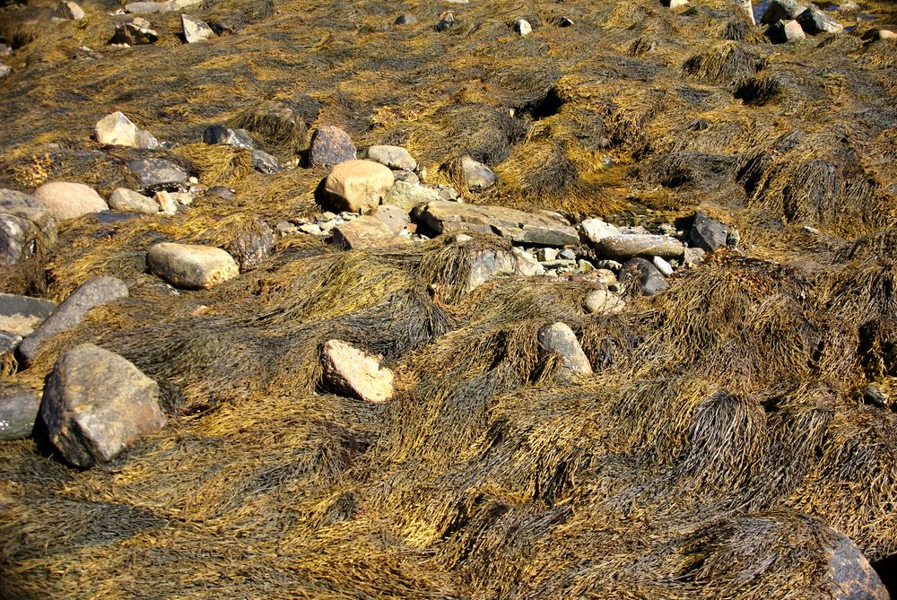 Tidepool covered with kelp