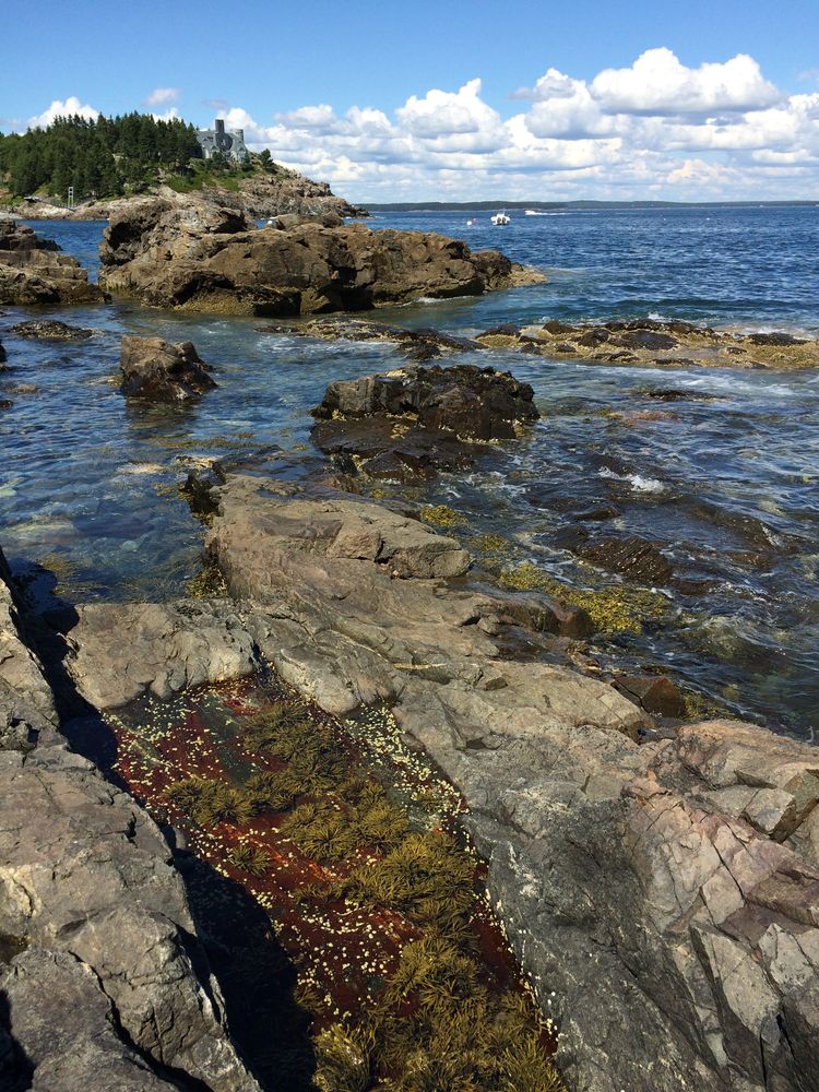 Tidepools at Acadia