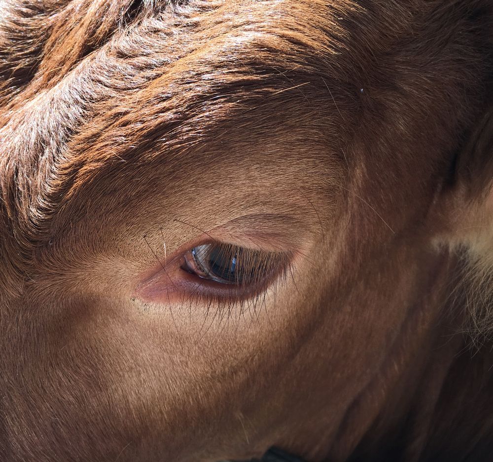 Closeup of a cow at Tilden Park Little Farm