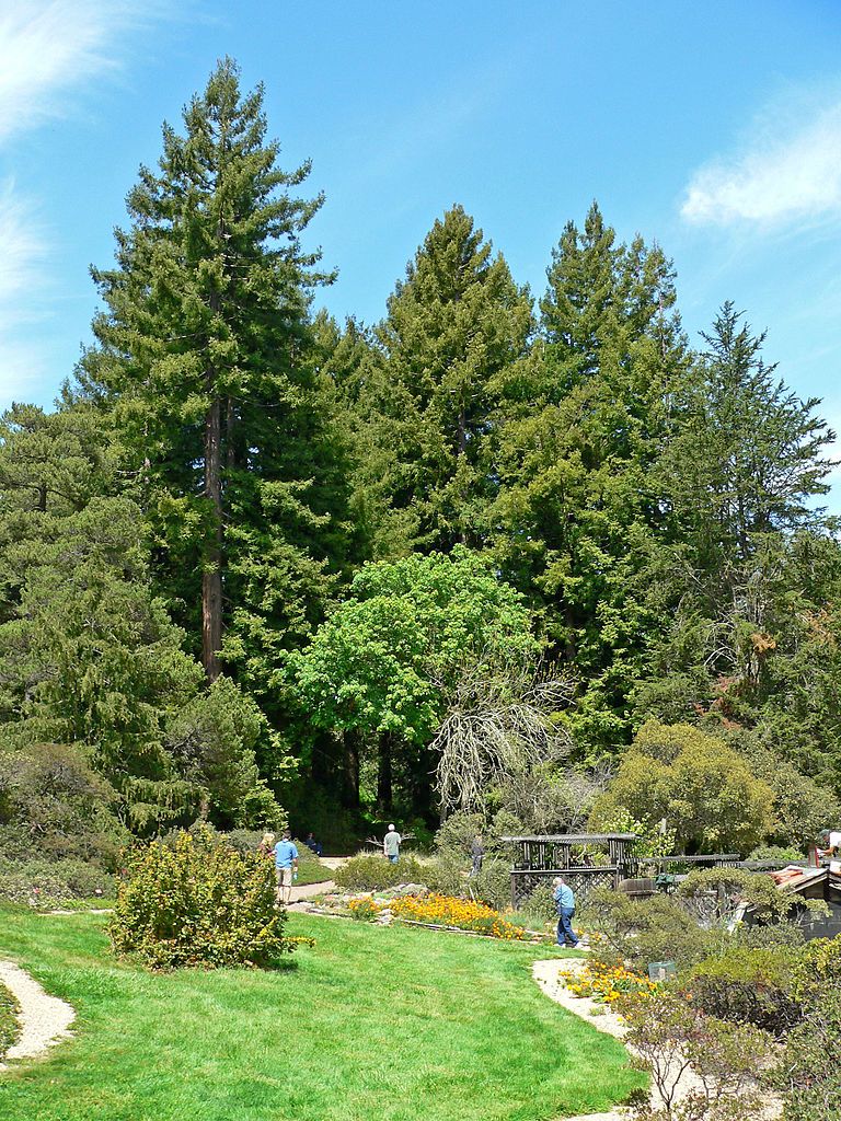 People strolling around the Tilden Regional Parks Botanic Garden