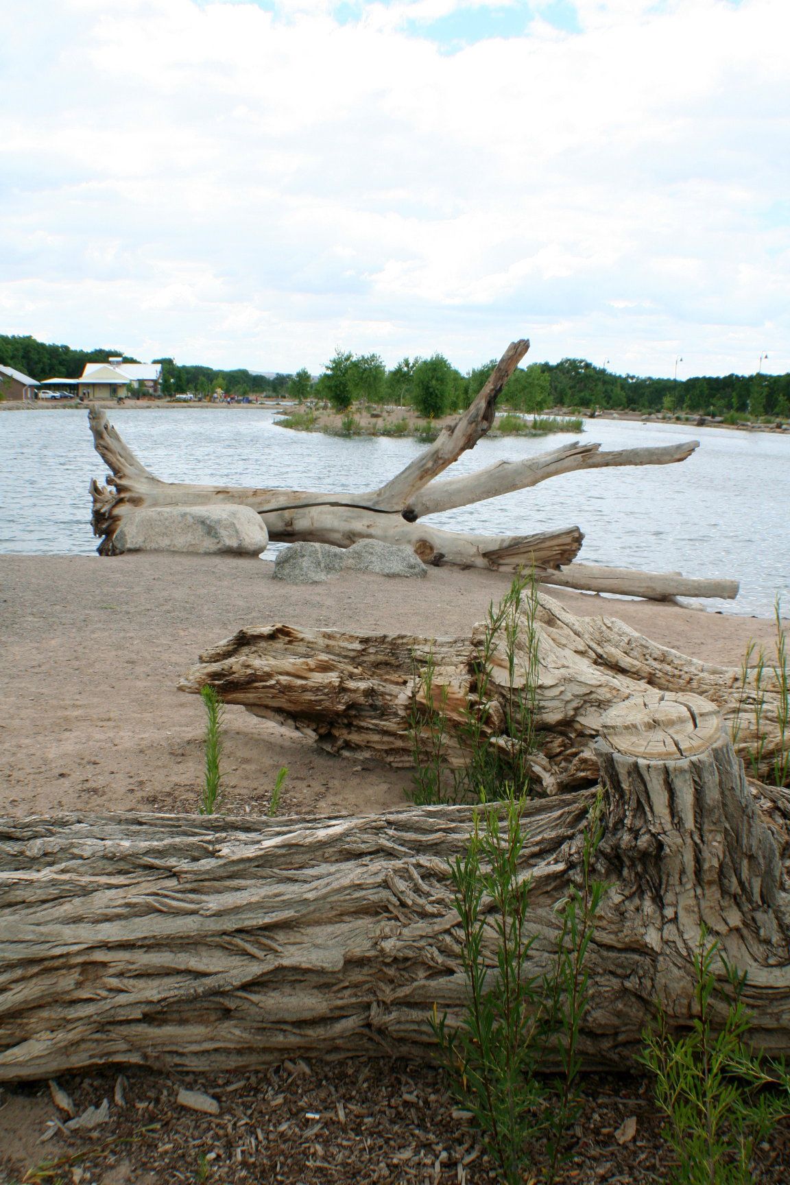 Driftwoods at Tingley Beach