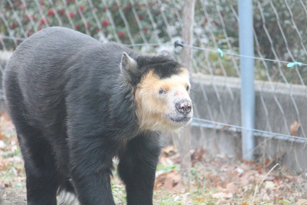 An old bear at Toledo Zoo