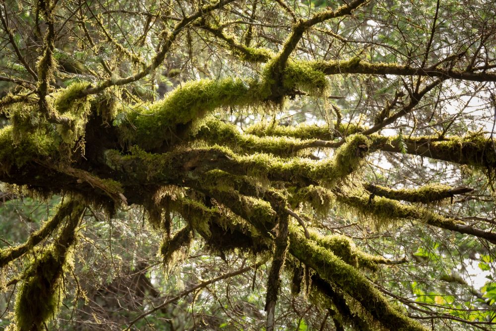 Spooky trees on Tonsina Point