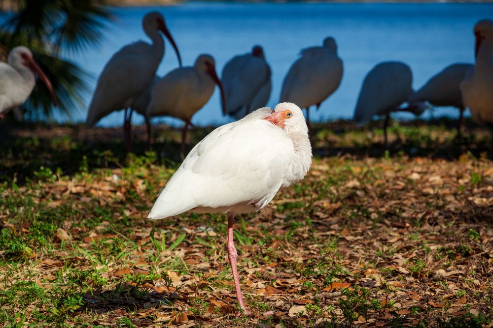 White ibis at Topeekeegee Yugnee Park