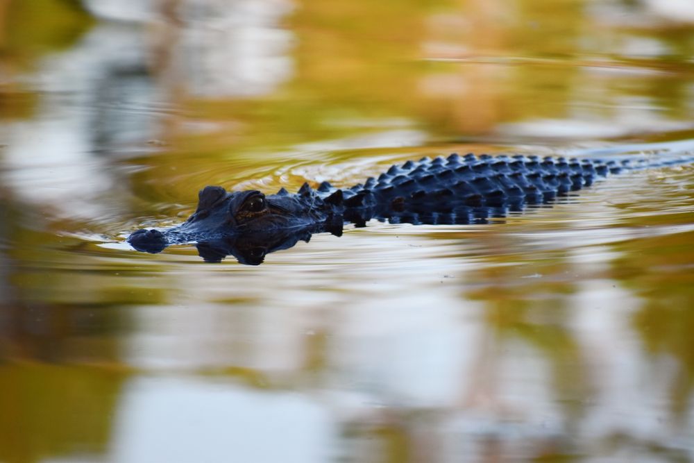 Alligator under water in a late at Topsail Hill Preserve State Park