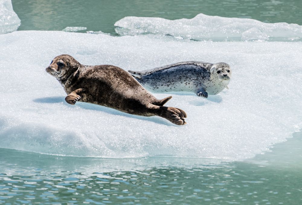 Seals resting at Tracy Arm Fjord