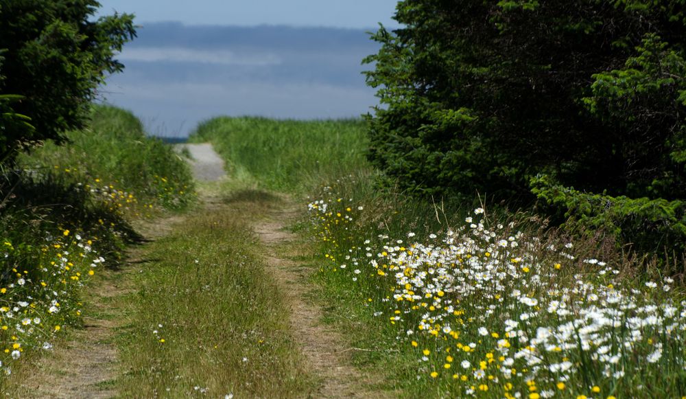 Trail to Benson Beach in Cape Disappointment