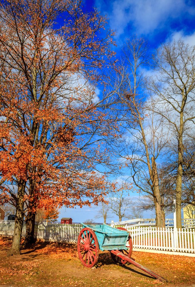 Trees at Shaker Village of Pleasant Hill