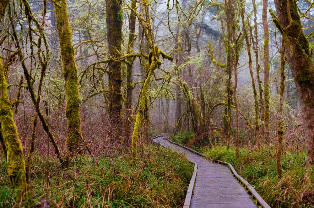 Stunning boardwalk at Tualatin Hills Nature Park