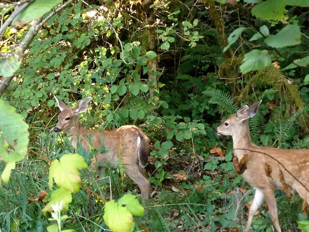 Deer at Tualatin Hills Nature Park