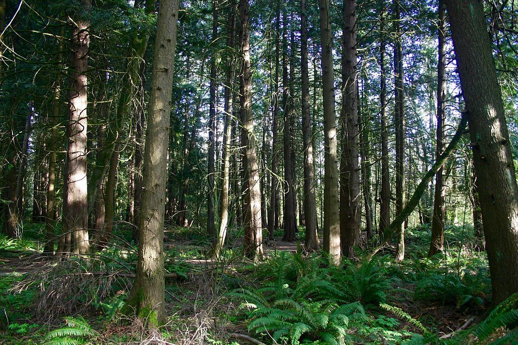 Thick trees at Tualatin Hills Nature Park
