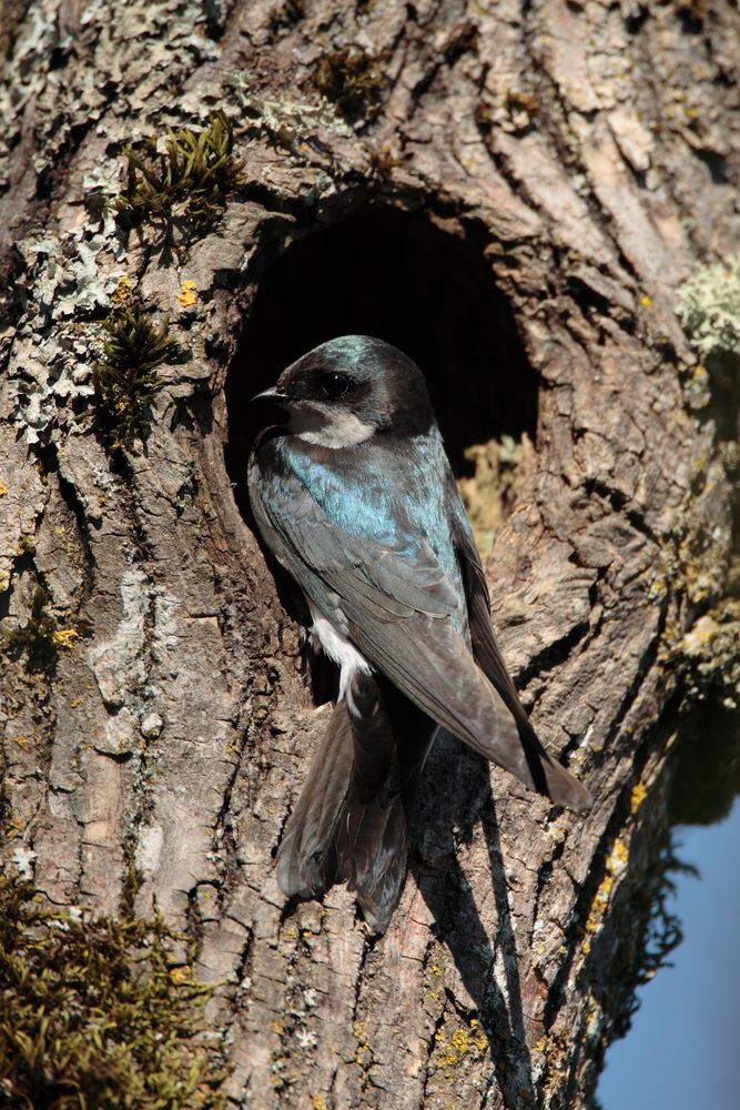 Birds at Tualatin River National Wildlife Refuge