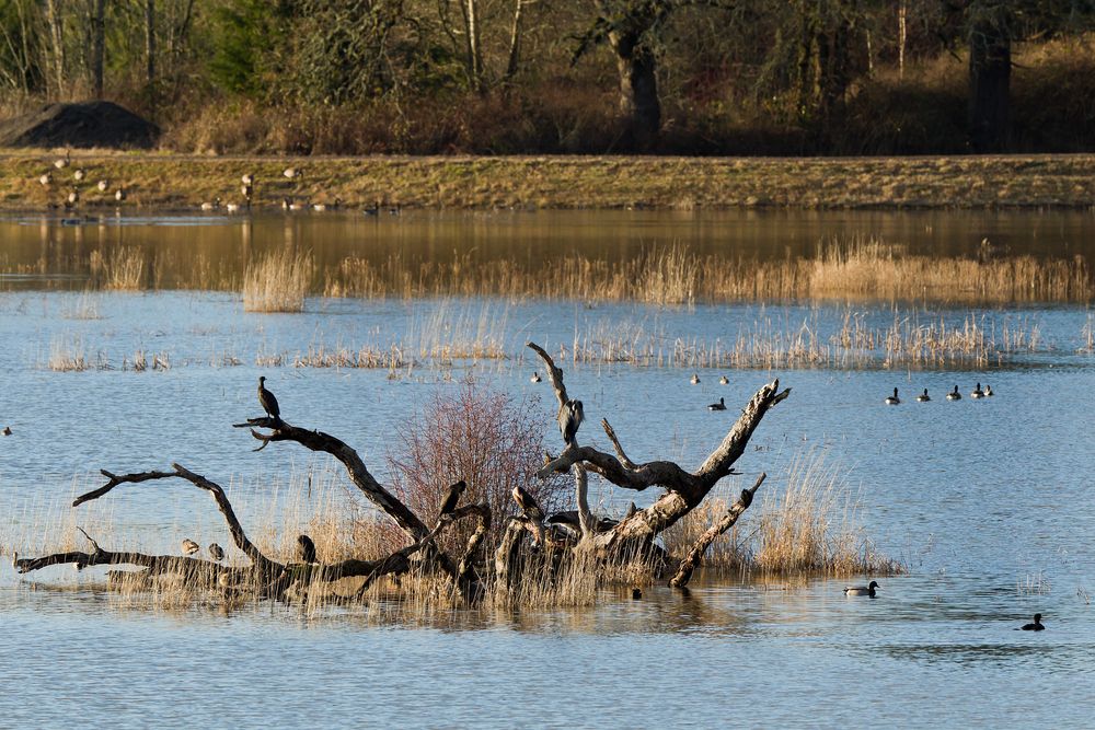 View of Tualatin River National Wildlife Refuge