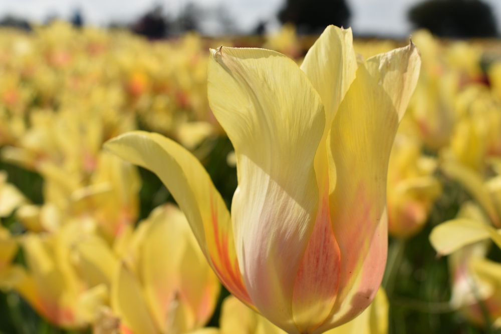 Yellow tulips at Tulip Garden in Denton