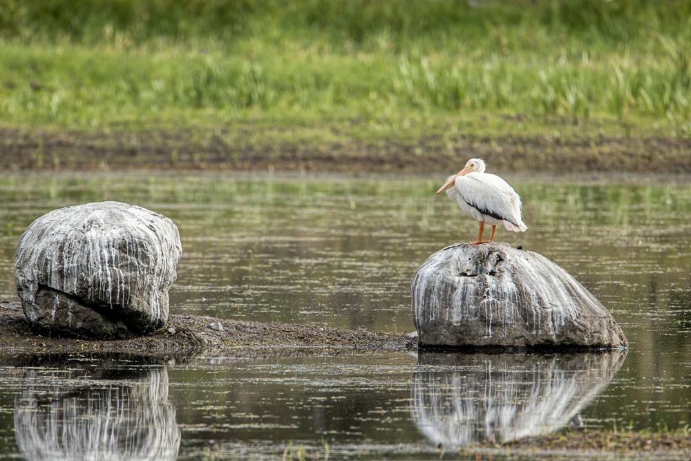 Pelican at the Turnbull National Wildlife Refuge
