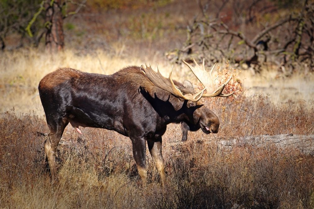 Moose at the Turnbull National Wildlife Refuge