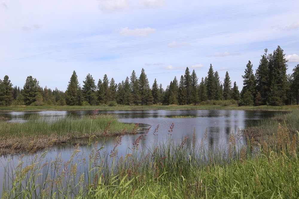 Marsh land at the Turnbull National Wildlife Refuge