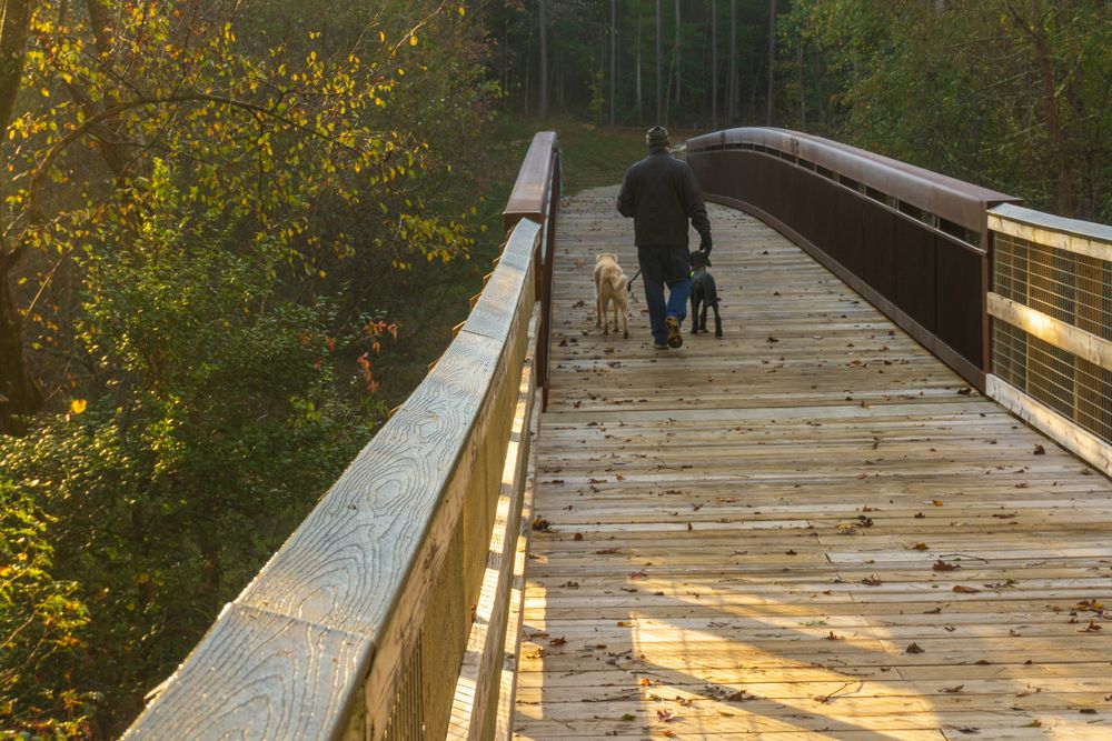 A man walking his dogs on a wooden bridge at Turnipseed Nature Preserve