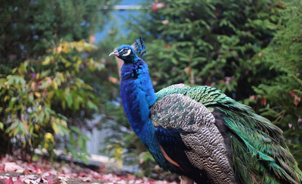Peacock at the Turtle Back Zoo