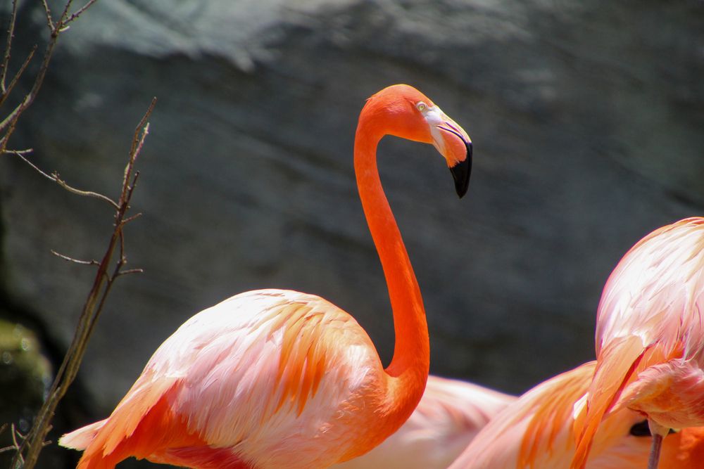 Flamingo at Turtle Back Zoo