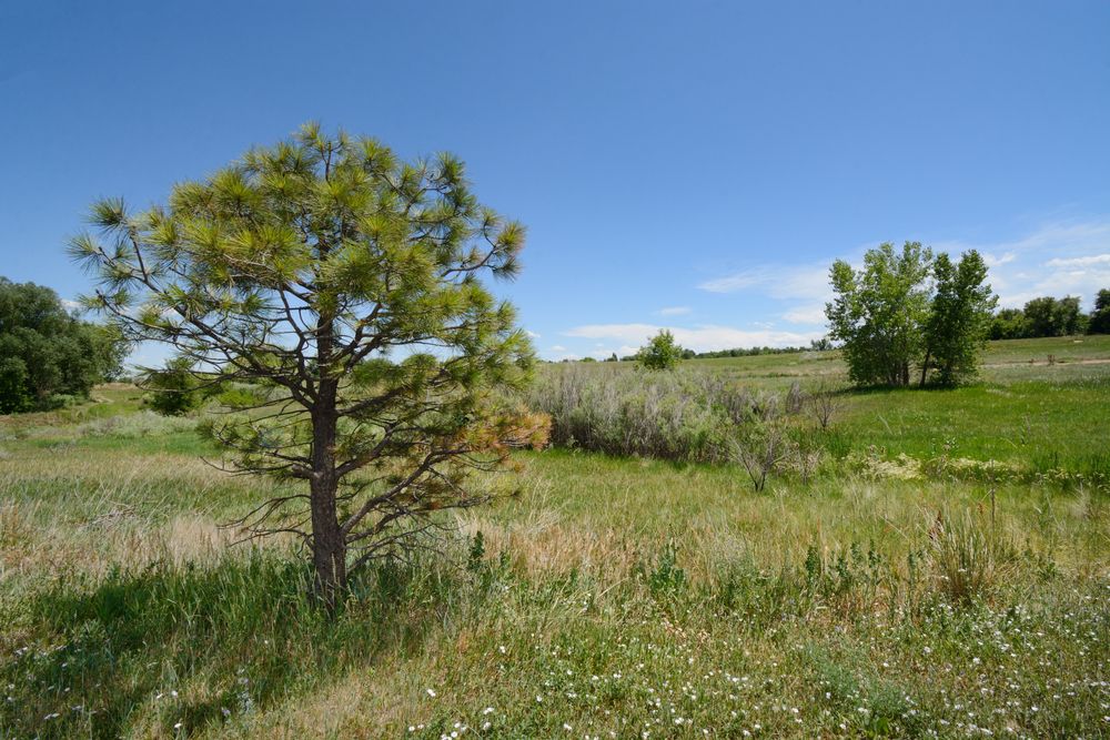 Vegetation at Two Ponds National Wildlife Refuge