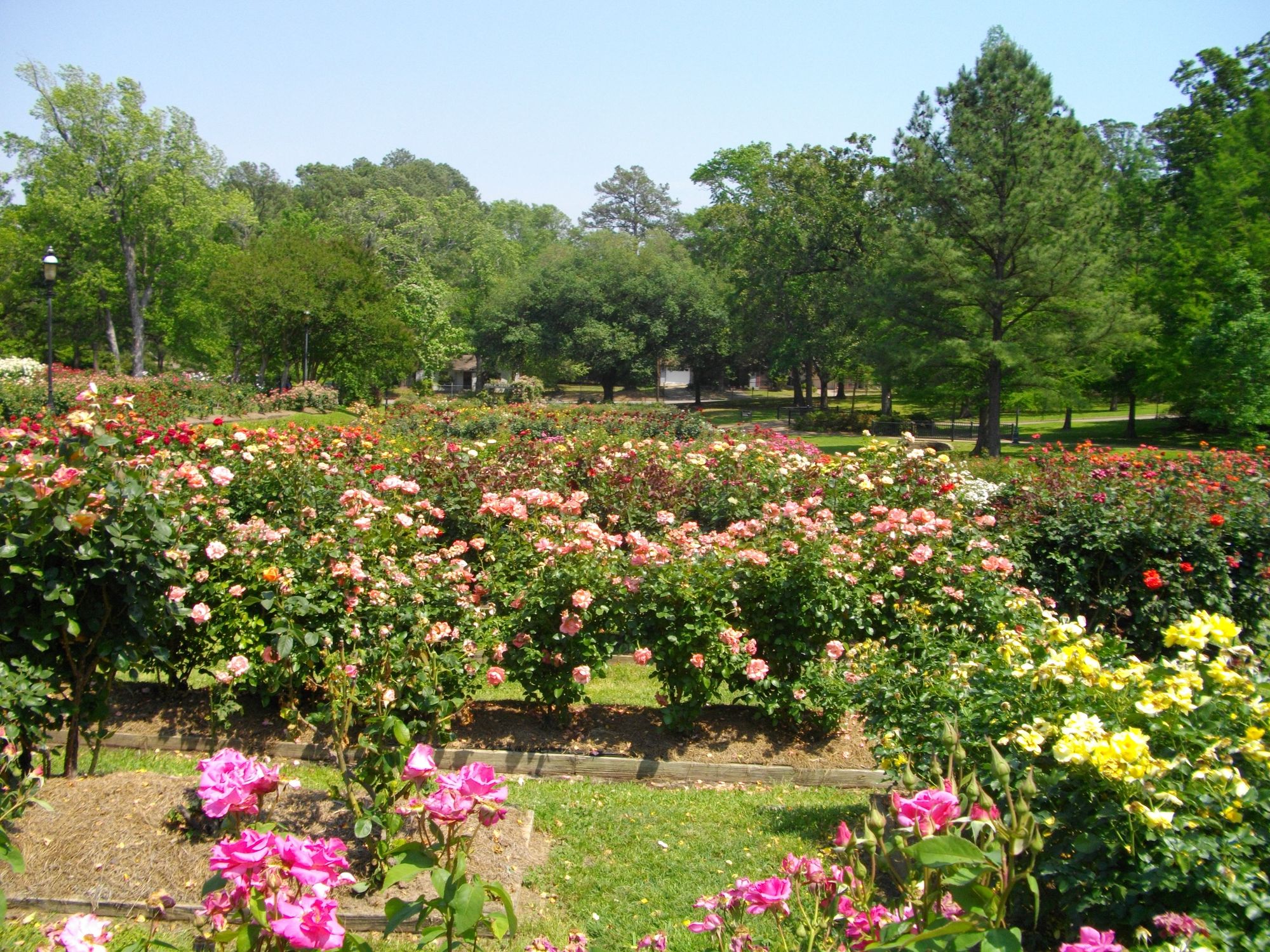 Colorful roses at Tyler Rose Garden