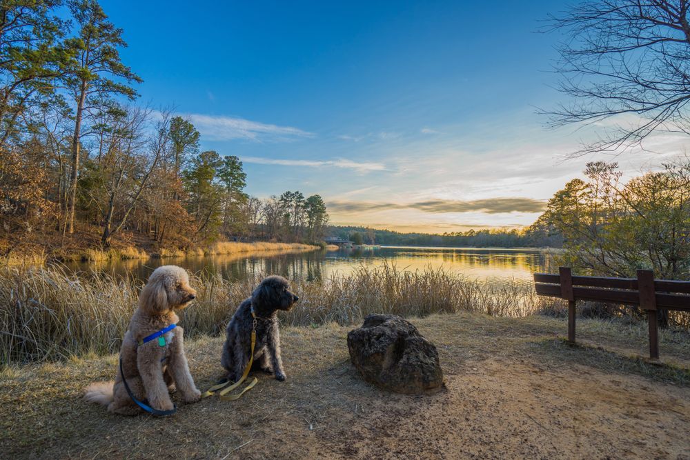 Two dogs at Tyler State Park