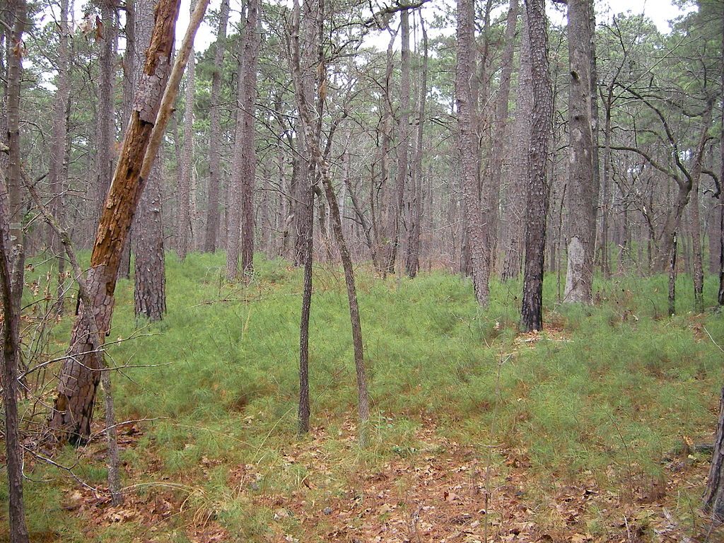 Forest area of Tyler State Park