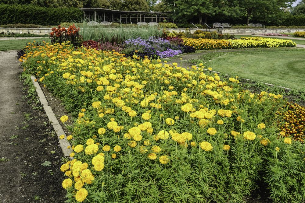 Bright flowers at University of Illinois Arboretum