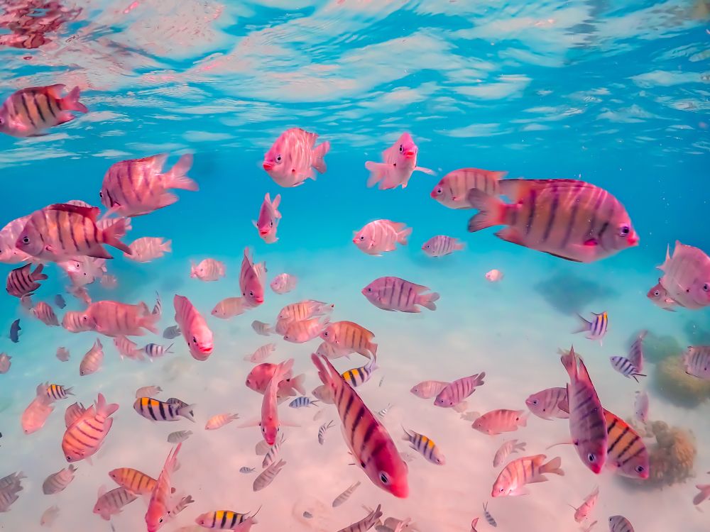Fishes in Underwater world, Pattaya