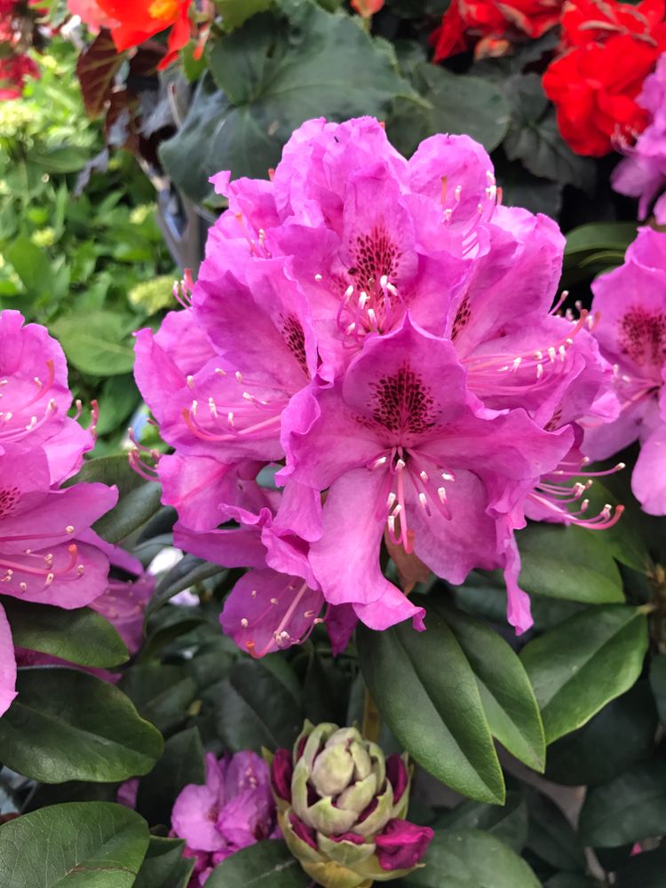 Pretty purple flowers at United States National Arboretum