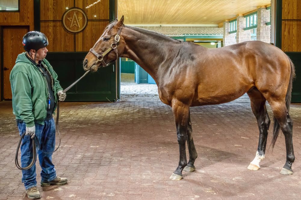 A stallion and its handler at WinStar Farm