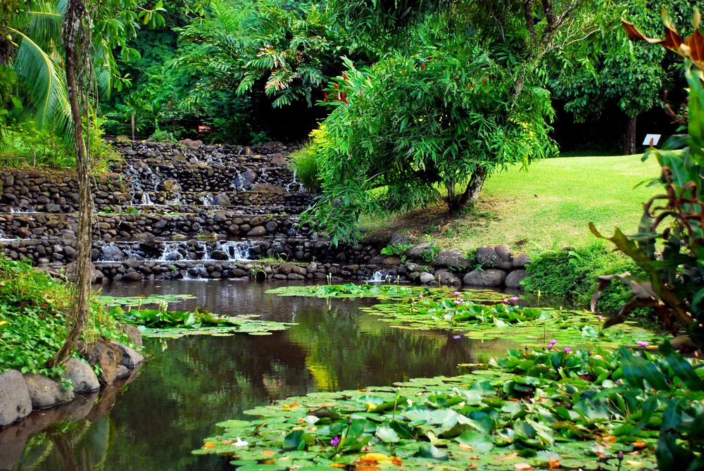 Lake in Vaipahi Gardens