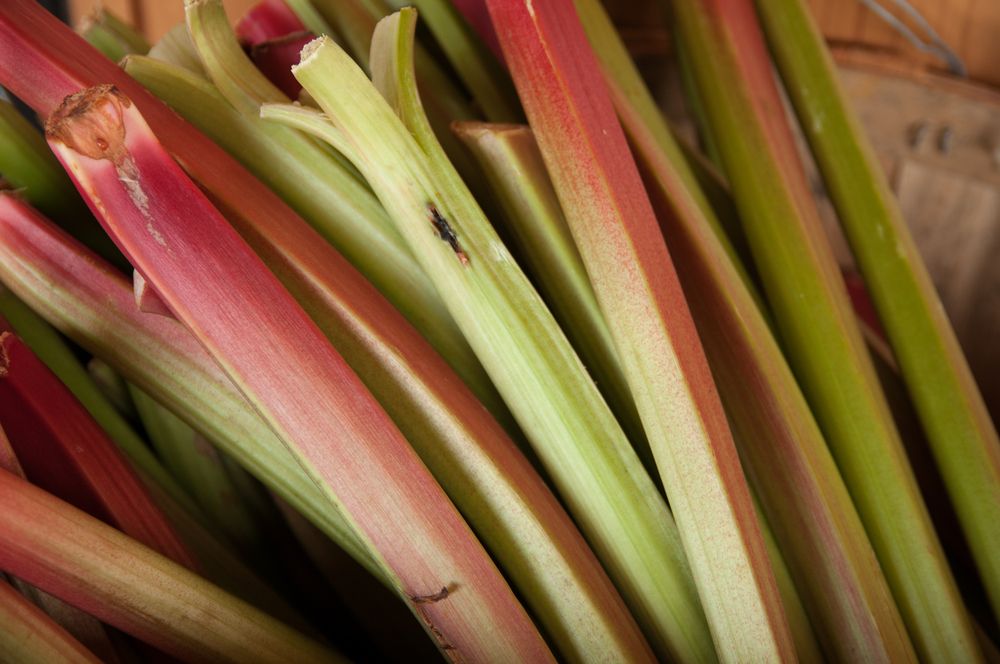 Rhubarb at Verrill Farm