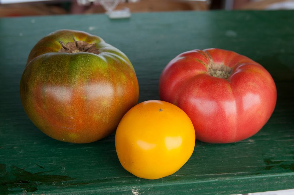 Freshly harvested tomatoes at Verrill Farm