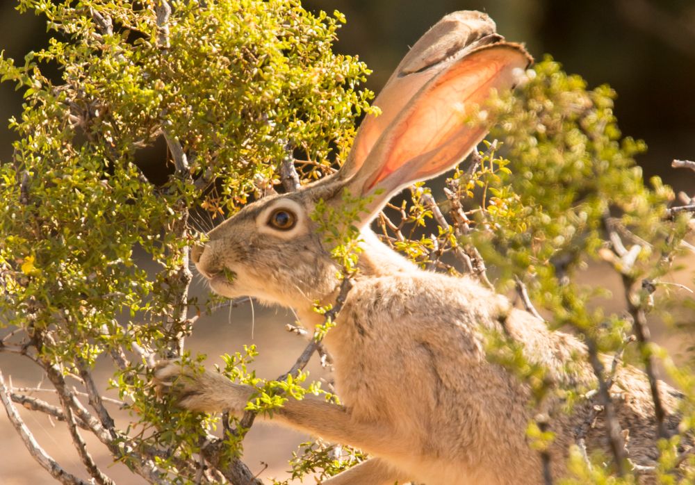 Jackrabbit at Veterans Oasis Park