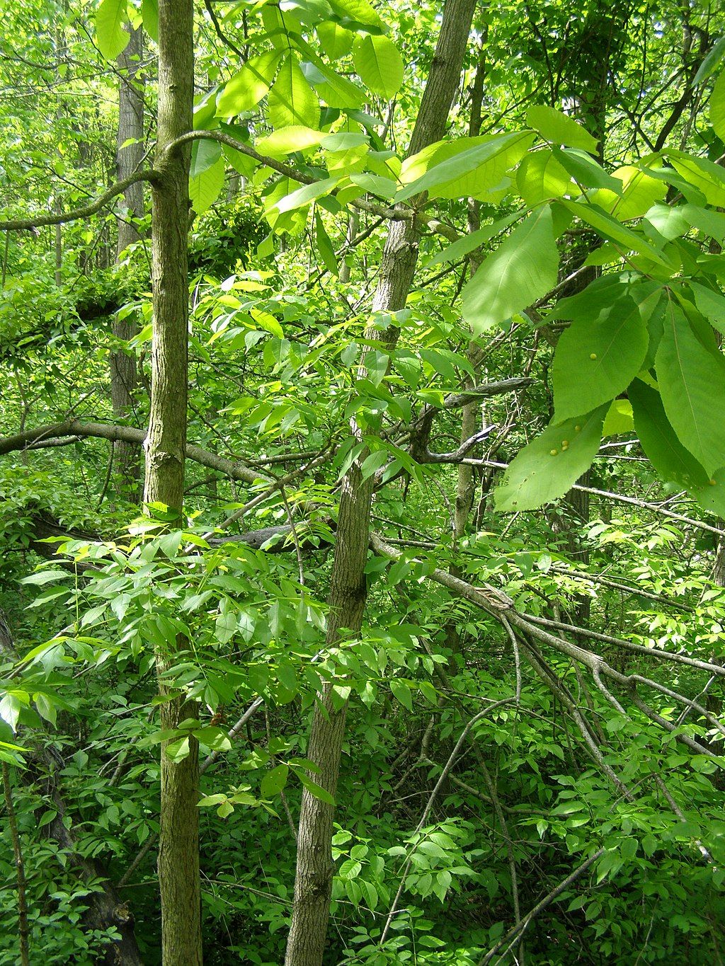 Stunning Nature Views at Hobart Prairie Grove Nature Preserve