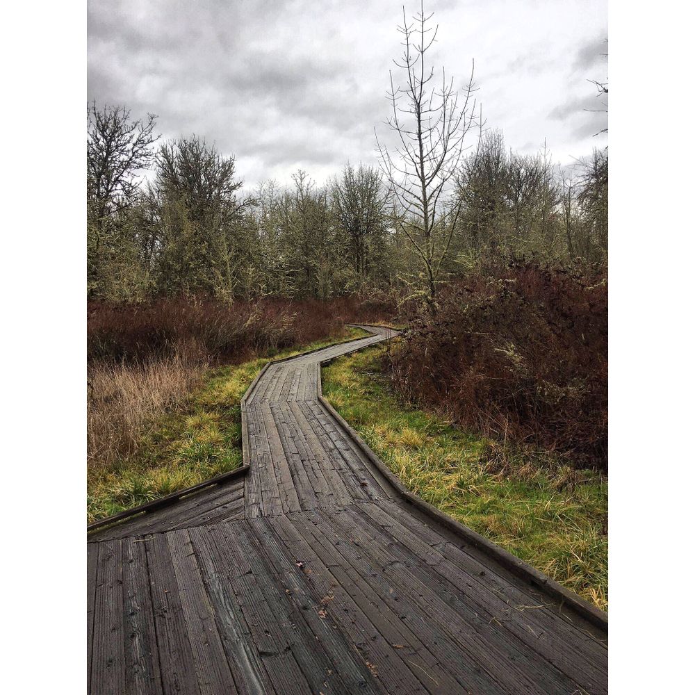 Wetlands at Jackson-Frazier Wetland