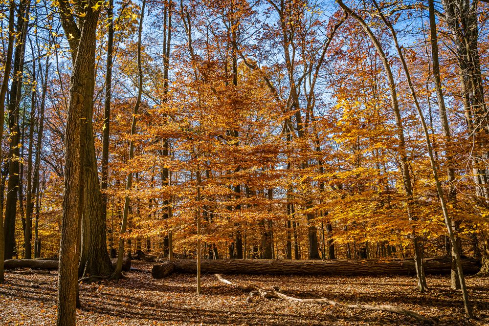 View of South Mountain Reservation